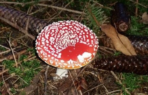 Lees meer over het artikel Herfstwandeling